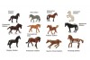 12 mini figurines chevaux