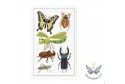 Tatouages insectes